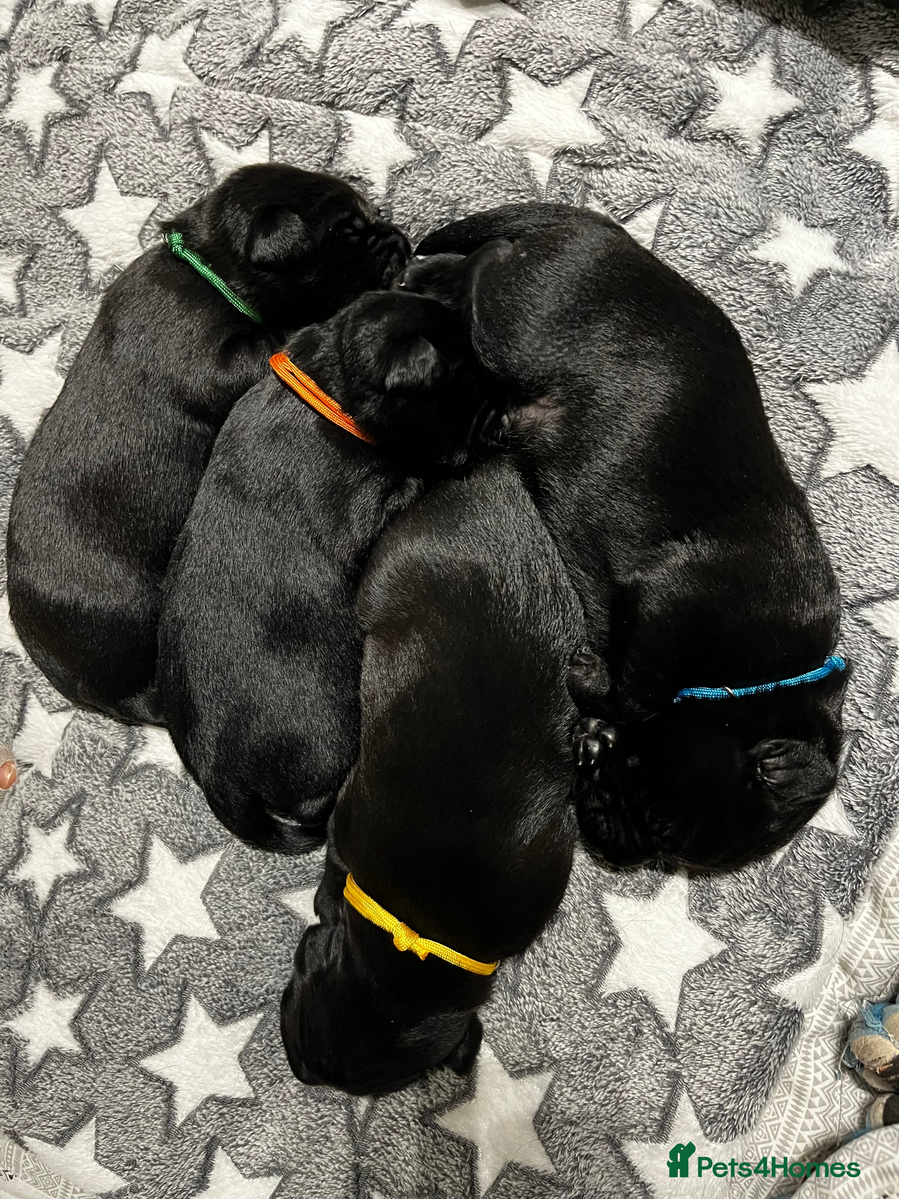 Labrador Retriever dogs KC Registered Black Labrador Puppies FTCh Pedigree - Advert 11