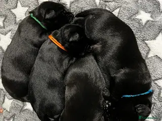 Labrador Retriever dogs KC Registered Black Labrador Puppies FTCh Pedigree - Advert 11