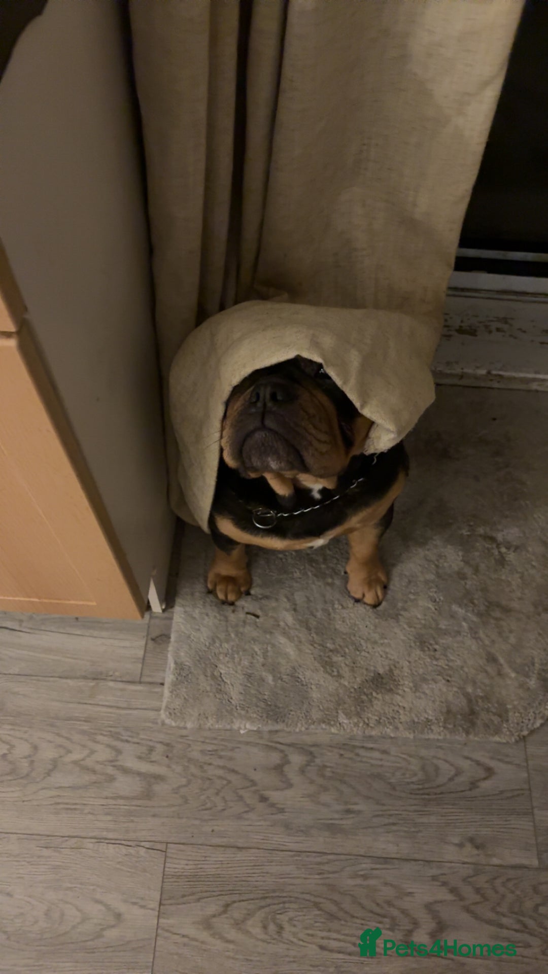 Olde English Bulldogge dogs for sale: Benny the old English bulldog - Advert 4