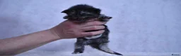 Maine Coon cats for sale: TICA Maine coon kittens - Advert 3