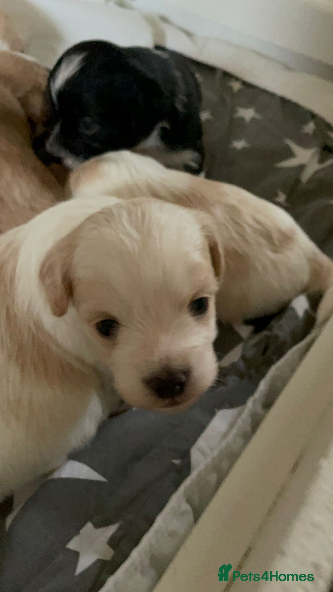 Maltipoo dogs for sale: 6 Beautiful Maltipoo Puppies for sale 🐶🐾 - Image 5