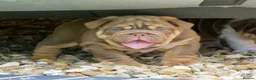 English Bulldog dogs for sale: EPIC BULLYZ PUPS in Halesowen - Advert 8