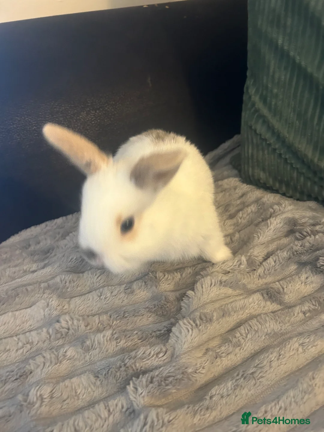 Mixed Breed rabbits for sale: 1 boy mini lop bunnie left  - Advert 7