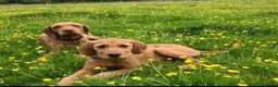 Golden Retriever dogs for sale: Golden Retriever x Wire Haired Hungarian Vizsla  in Melton Mowbray - Advert 10