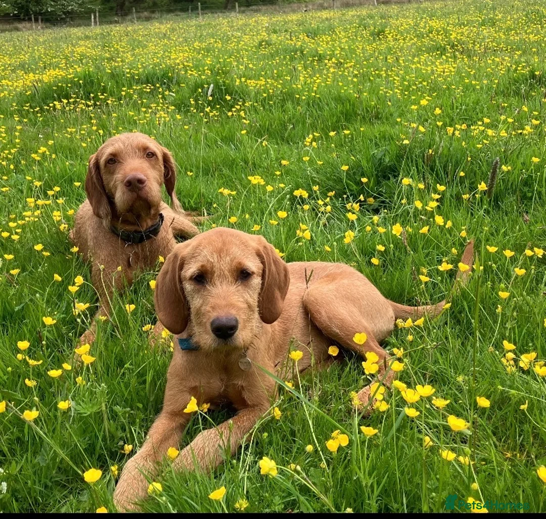 Golden Retriever dogs for sale: Golden Retriever x Wire Haired Hungarian Vizsla  in Melton Mowbray - Advert 10