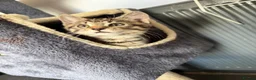 Mixed Breed cats for sale: 2 very playful kittens  - Advert 7