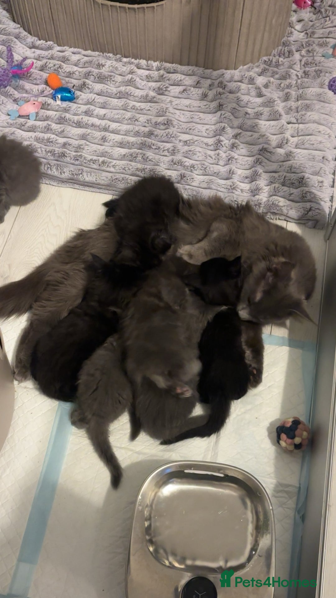 Maine Coon cats for sale: Mainecoon kittens  - Advert 10