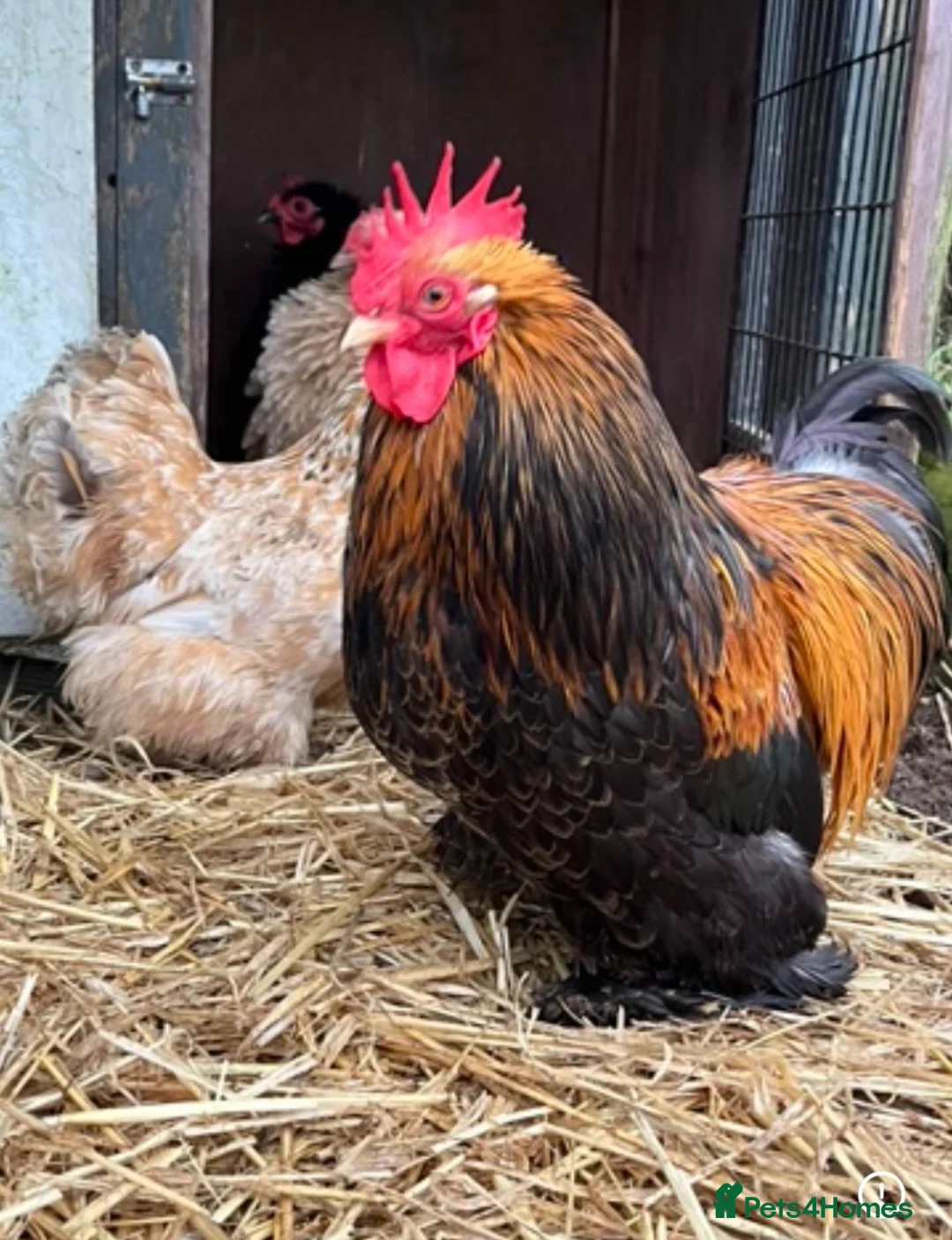 Chickens poultry for sale: Pekin bantam chicks - Advert 8
