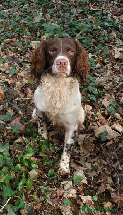English Springer Spaniel dogs OFTAW & FTW SPRINGER SPANIEL DNA CLEAR in Newport - Advert 3