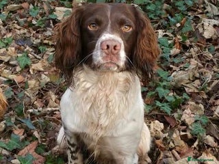 English Springer Spaniel dogs in Newport - Advert 1