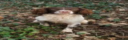 English Springer Spaniel dogs for stud: OFTAW & FTW SPRINGER SPANIEL DNA CLEAR in Newport - Advert 1
