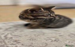 Bengal cats for sale: Last two boys Bengal .British short-hair cross - Advert 4