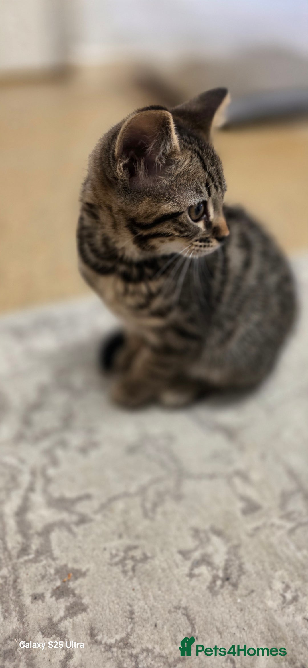 Bengal cats for sale: Last two boys Bengal .British short-hair cross - Advert 4