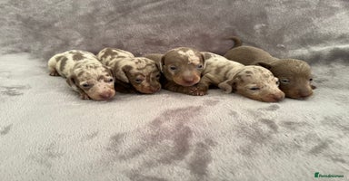 Miniature Dachshund dogs *ADORABLE ISABELLA DAPPLE PUPPIES* - Advert 7