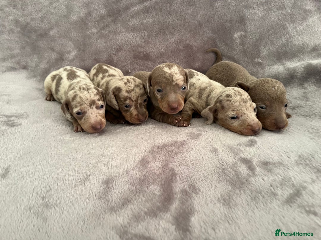 Miniature Dachshund dogs for sale: *ISABELLA DAPPLE MINATURE DACHSHUND PUPPIES* - Advert 6