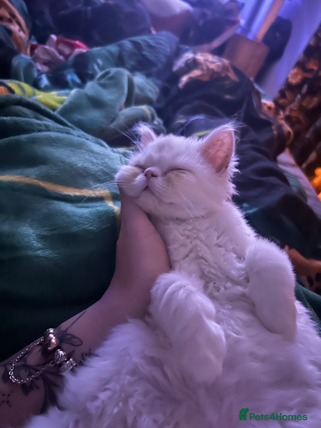 Persian cats for sale: Beautiful Persian kittens - Advert 11