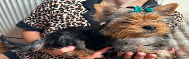 Yorkshire Terrier Puppy 2