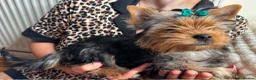 Yorkshire Terrier dogs for sale: Beautiful KC Registered Puppies - Advert 6