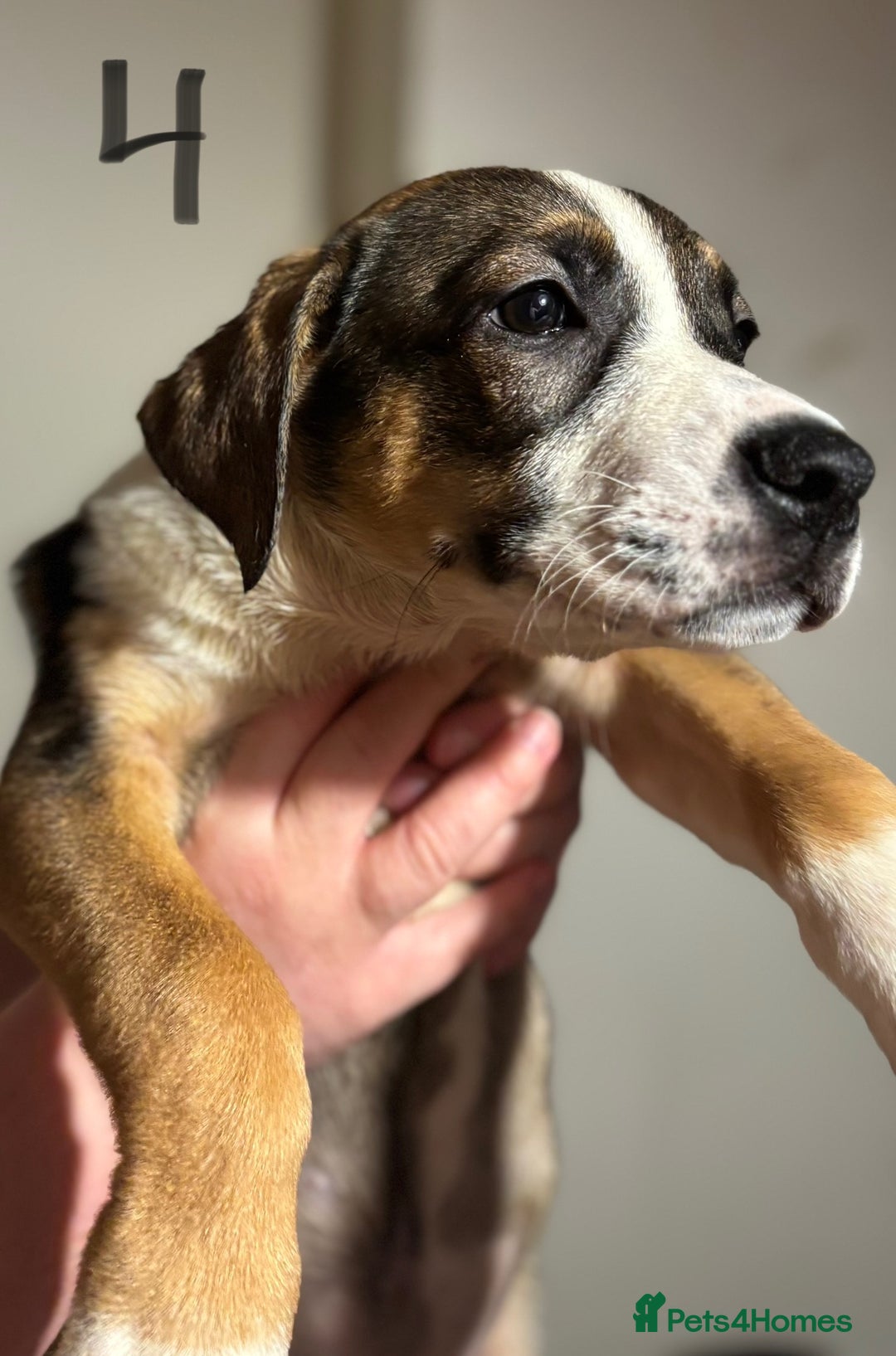 Mixed Breed dogs for sale: 8 week old German shepherd/ Labrador cross pups   - Image 7