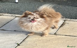 Pomeranian dogs for stud: Choc Merle Pomeranian stud in Leeds - Image 3