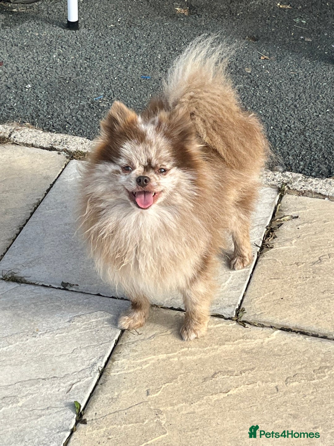 Pomeranian dogs for stud: Choc Merle Pomeranian stud in Leeds - Image 3
