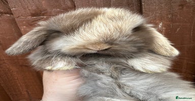 Mini Lop rabbits - Advert 6