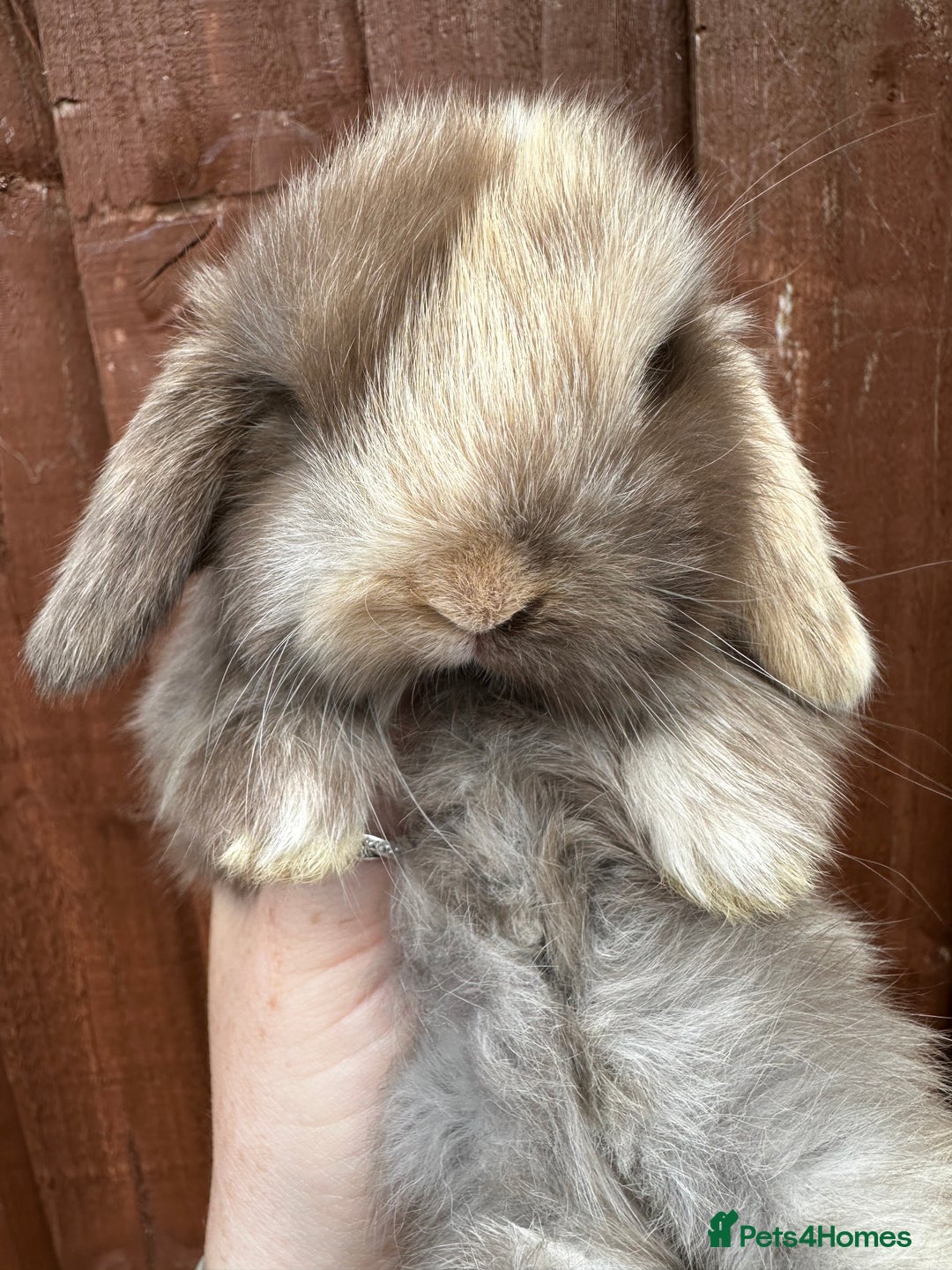 Mini Lop rabbits for sale: Stunning mini lops - Image 2
