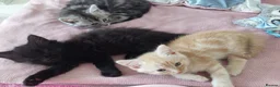 Mixed Breed cats for sale: Gorgeous Loving Kittens Looking for Forever Homes  in Slough - Advert 4