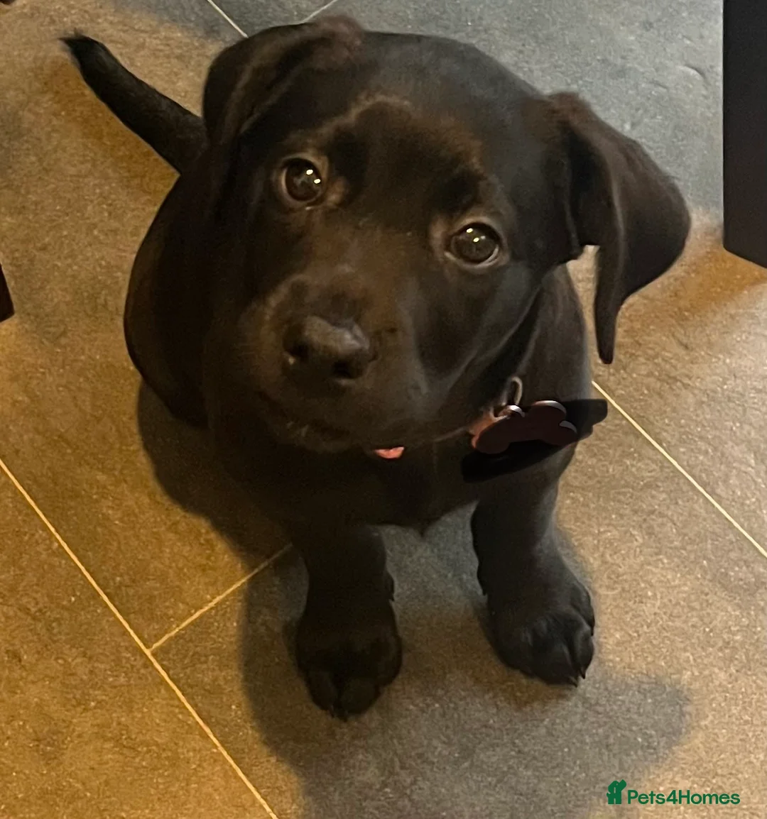 Labrador Retriever dogs for sale: Beautiful lab female  - Advert 18