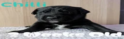 Mixed Breed dogs for sale: Golden Retriever X Greater Swiss Mountain Dog in North Shields - Advert 9