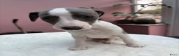 Whippet dogs for sale: 1 Gorgeous KC Reg Whippet Puppy  - Advert 3