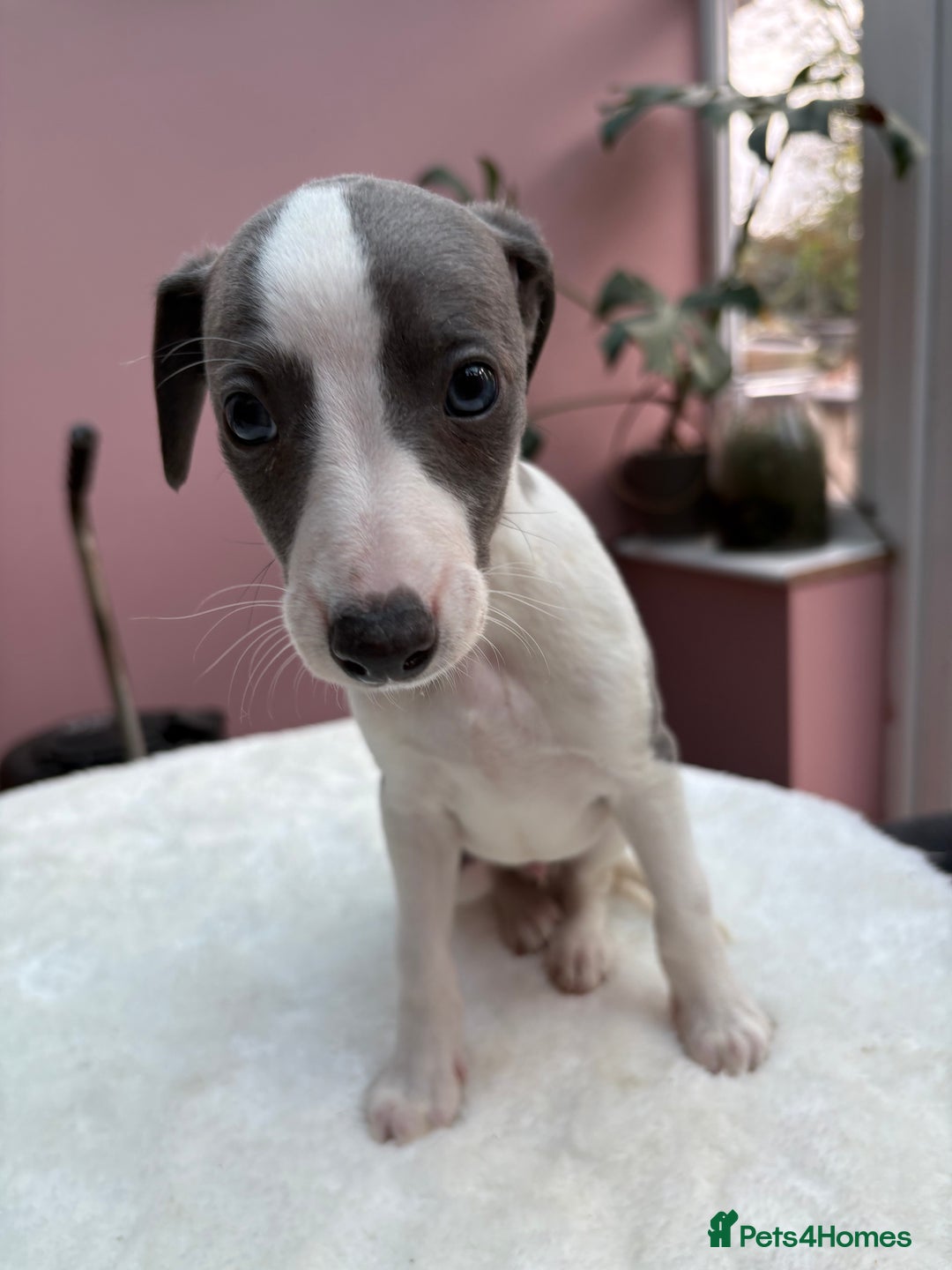 Whippet dogs for sale: 1 Gorgeous KC Reg Whippet Puppy  - Advert 3