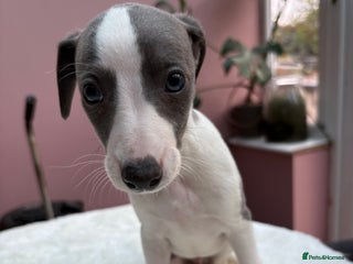 Whippet dogs 8 Gorgeous KC Reg Whippet Puppies - Advert 8