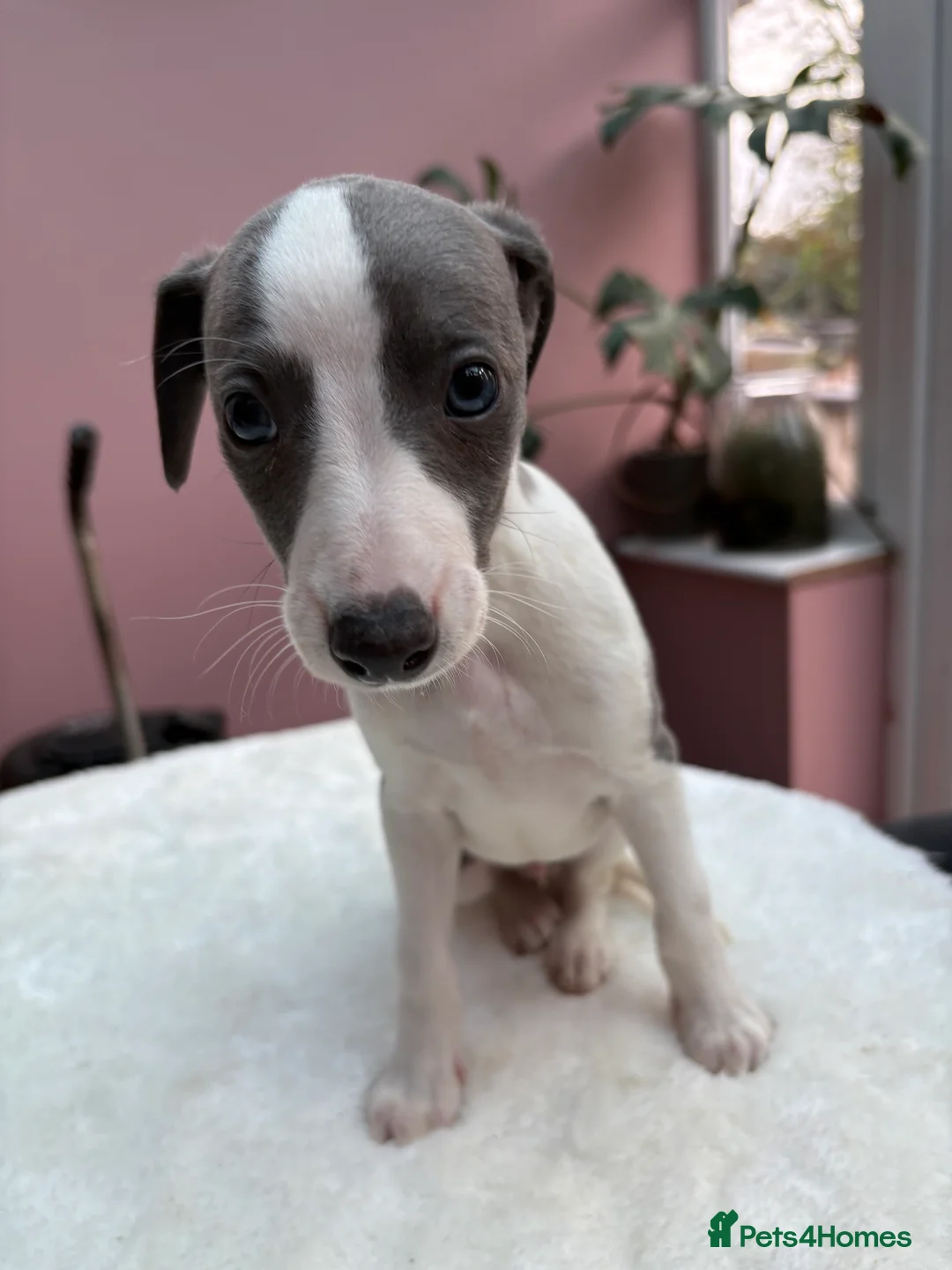 Whippet dogs for sale: 1 Gorgeous KC Reg Whippet Puppy - now reserved - Advert 3