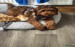 Cockapoo dogs for sale: Cockapoo puppy *REDUCED* - Image 4