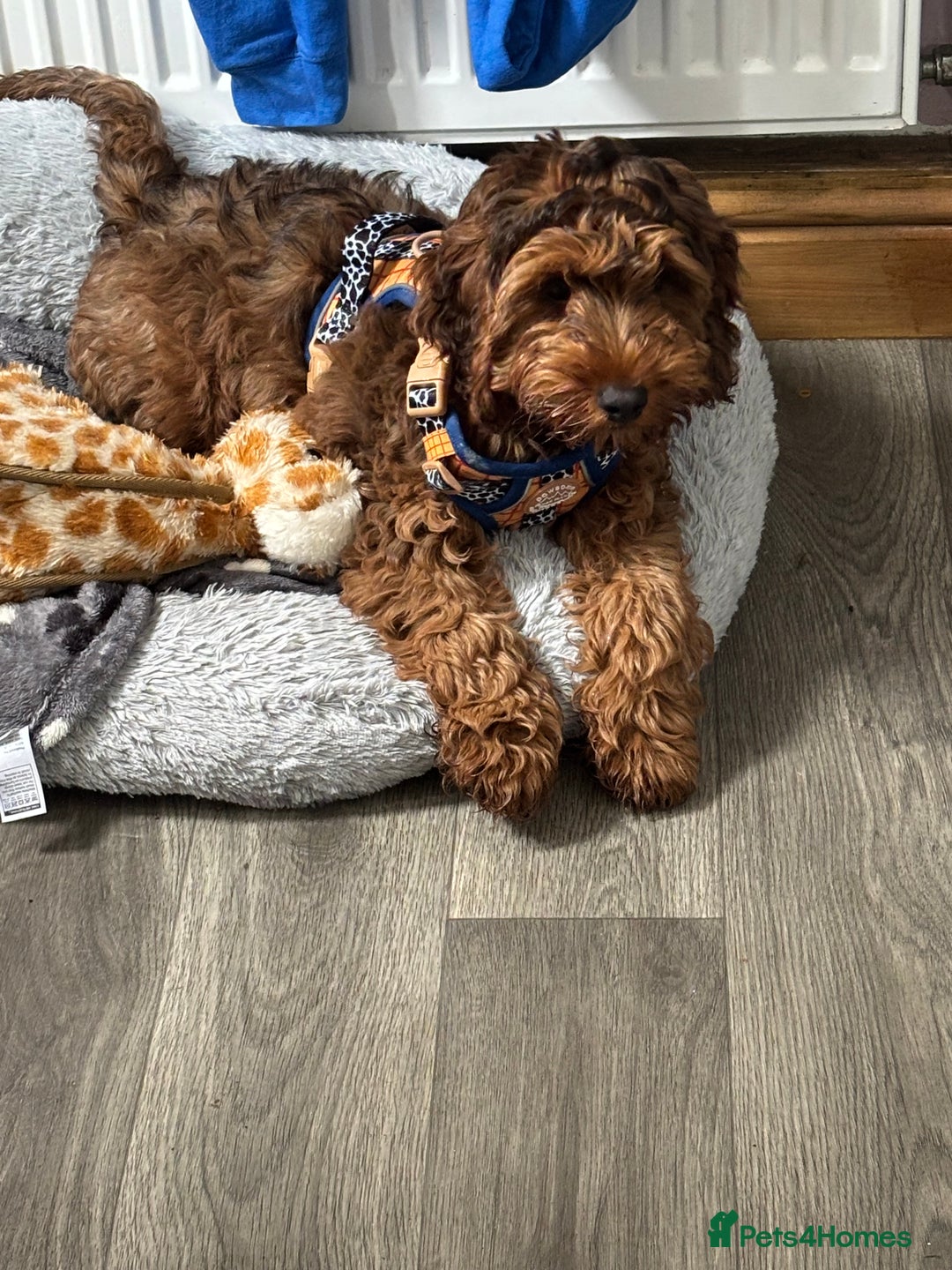Cockapoo dogs for sale: Cockapoo puppy *REDUCED* - Image 4