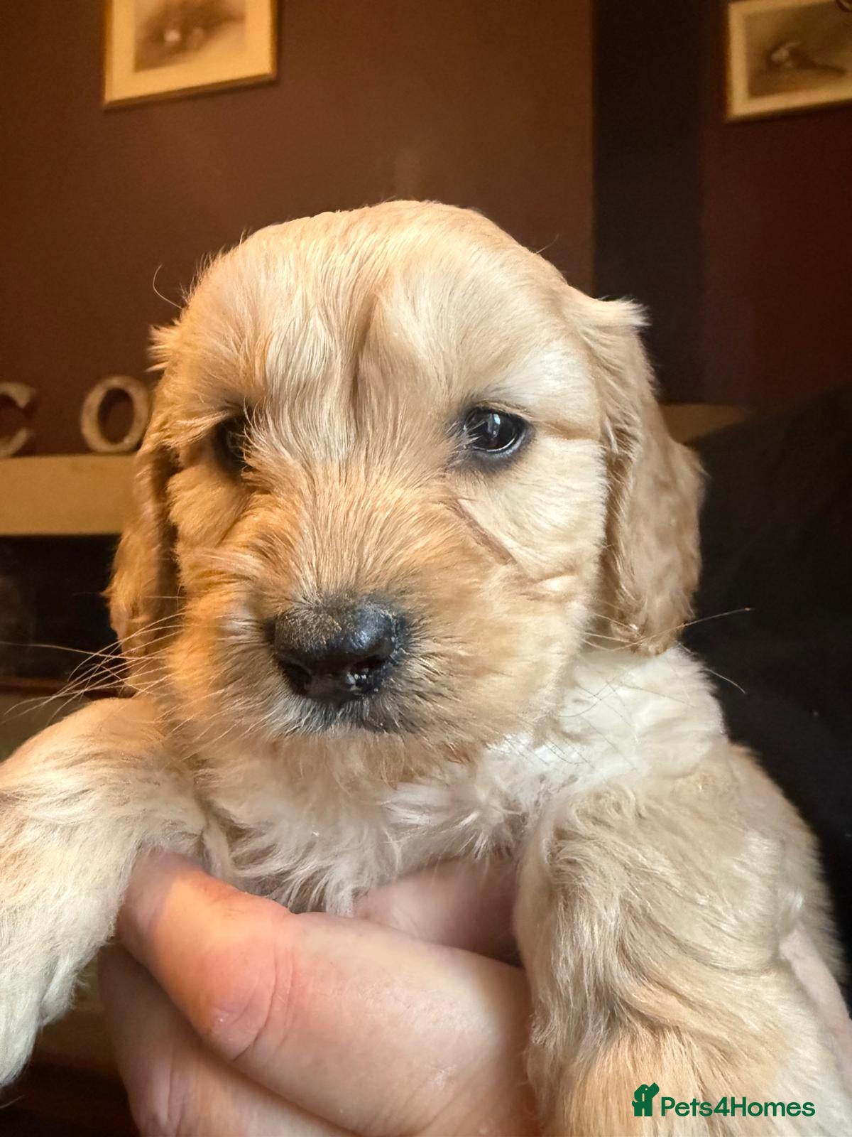 Cockapoo dogs Cockerpoo - Advert 3