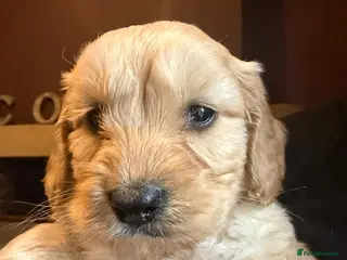 Cockapoo dogs Cockerpoo - Advert 3