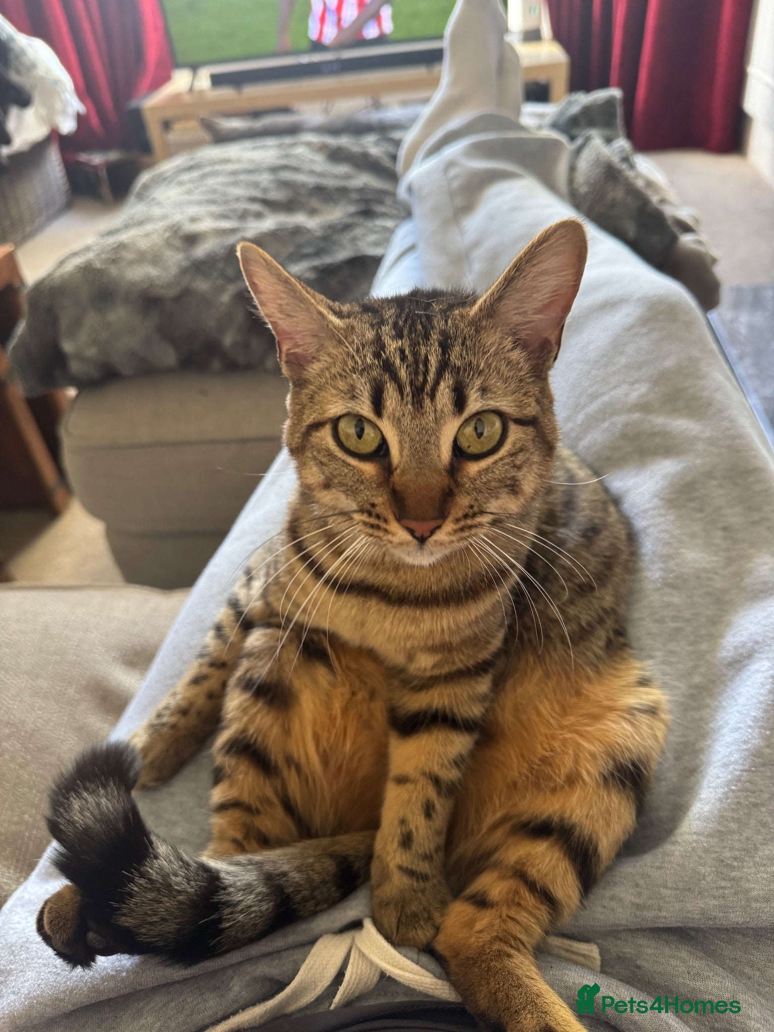 Bengal cats Gorgeous bengal girl (Peanut) - Advert 1