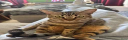 Bengal cats for sale: Gorgeous bengal girl (Peanut) - Advert 1