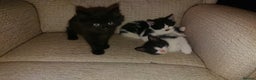 British Shorthair cats for sale: Cheshire Kittens  - Advert 7