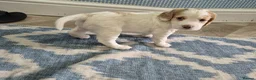 Cocker Spaniel dogs for sale: 5 beautiful cocker puppies - Advert 8
