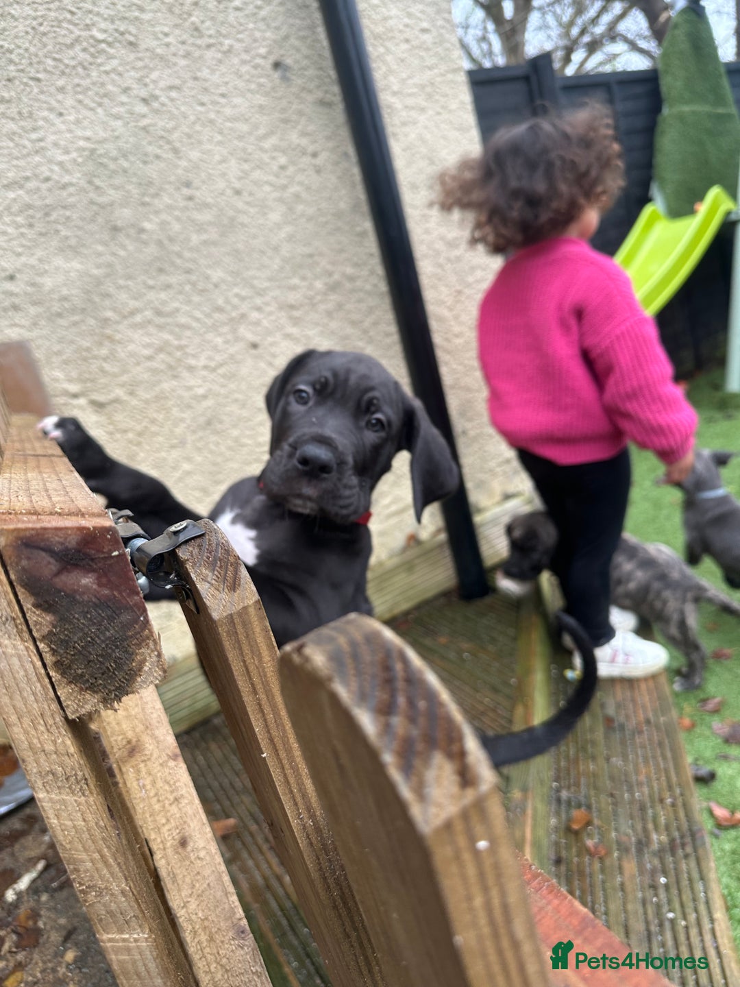 Mixed Breed dogs for sale: Cane corso/Great Dane puppies for sale ✨✨ - Image 8