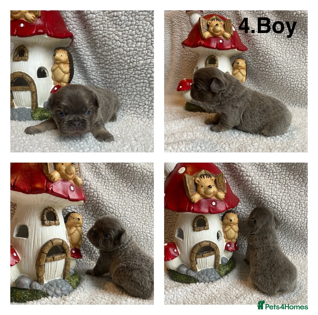 French Bulldog dogs for sale: Husky Fluffy Frenchies 🐶  - Advert 13