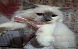 Ragcoon cats for sale: Beautiful Colourpoint Tortie Female Ragdoll Kitten - Image 1