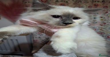 Ragcoon cats - Advert 4