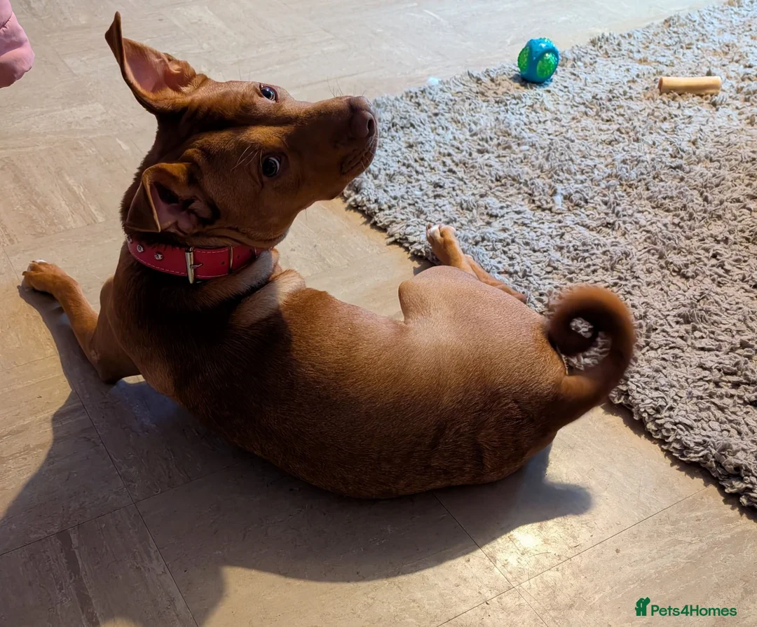 Mixed Breed dogs for sale: Skye  - Advert 1