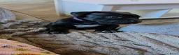 Cane Corso dogs for sale: NEW POST - Cane Corso Puppies  in Stroud - Advert 3
