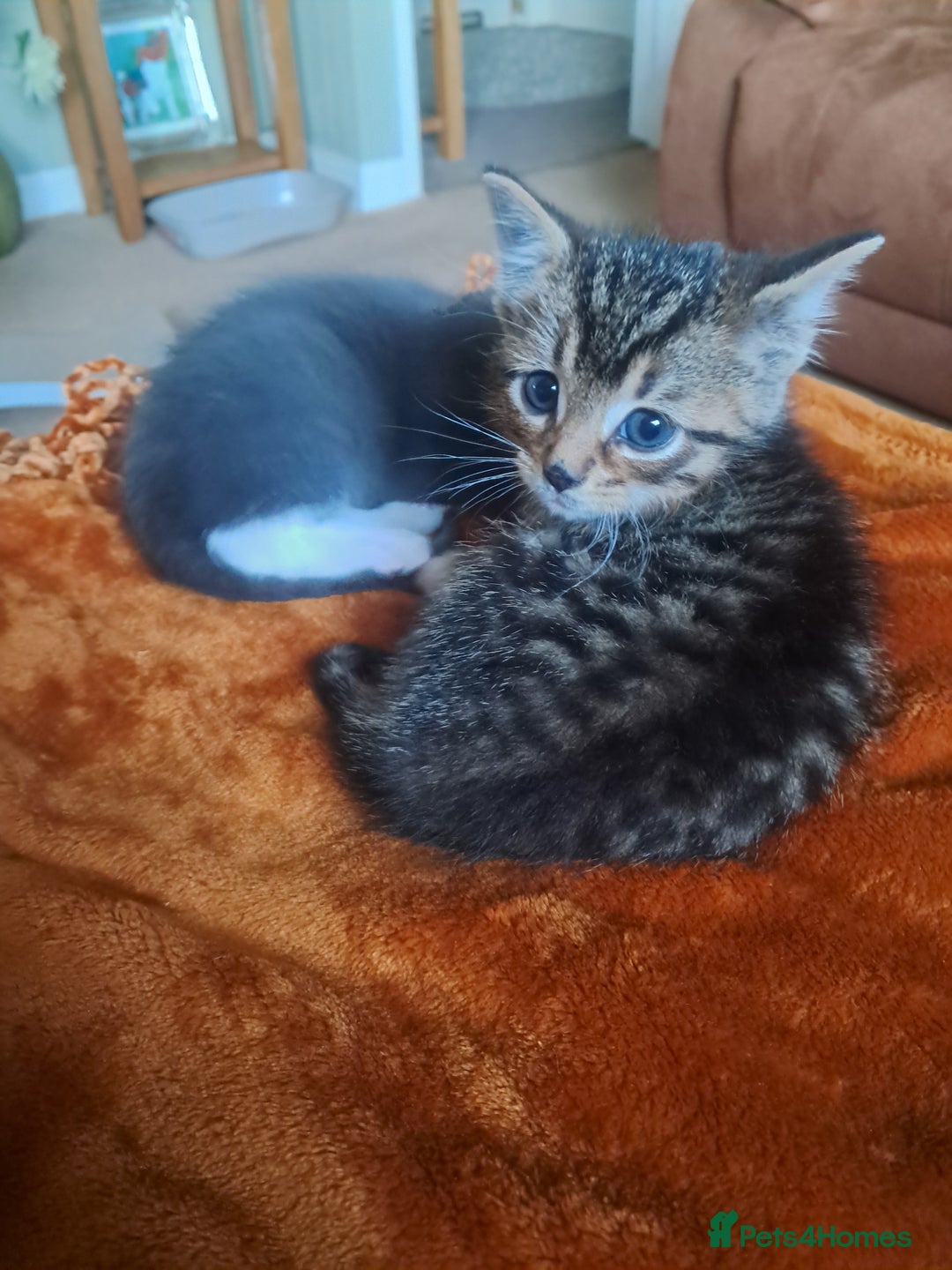 Mixed Breed cats for sale: 3 BEAUTIFUL KITTENS 😸 AVAILABLE STRAIGHT AWAY  - Advert 20