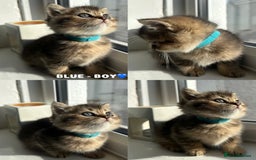 British Shorthair cats for sale: ⭐️TICA registered British Shorthair kittens⭐️ - Image 7